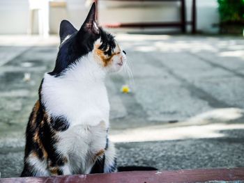 Close-up of a cat looking away