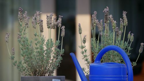 Potted plants on chair