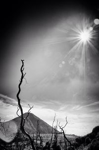 Low angle view of bare trees against sky