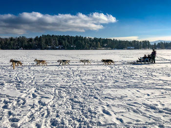 Flock of sheep on snow covered land