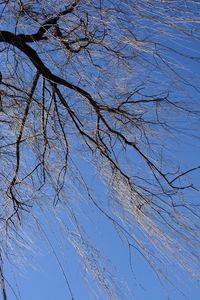 Low angle view of bare tree against clear blue sky