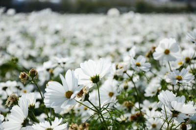 Close-up of bee on white flowers blooming outdoors