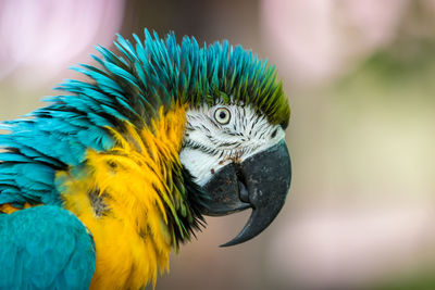 Close-up of a parrot