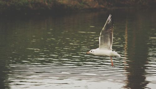 Bird flying over lake