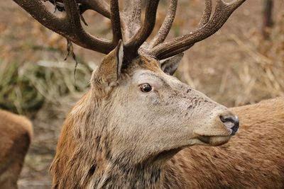 Close-up of deer