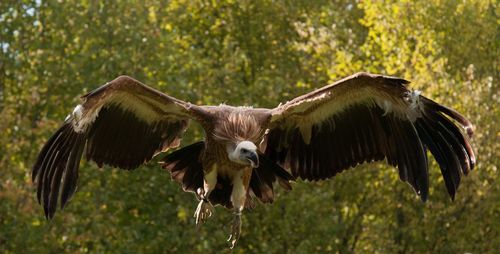 Vulture flying against trees