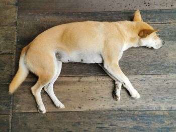 Side view of a dog lying on wooden floor