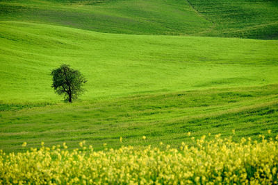 Tree on grassy field