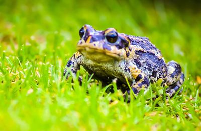 Close-up of frog on land