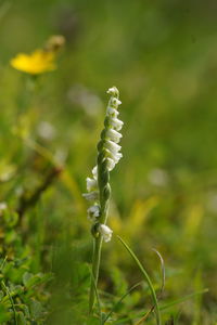 Close-up of flower on field
