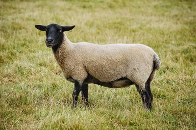 Full length of a suffolk sheep on field