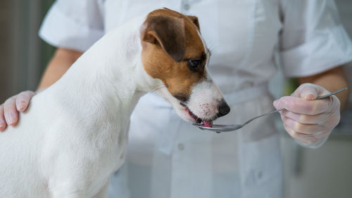 Midsection of man with dog