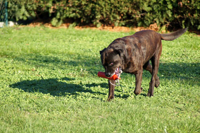 Portrait of a dog on field