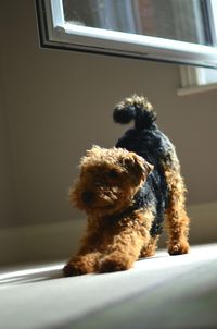 Close-up of dog by window