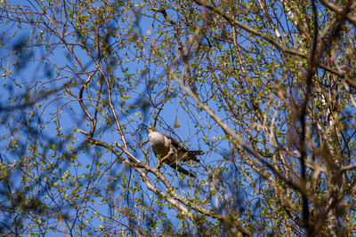 Low angle view of bird perching on tree