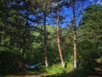 Trees in forest