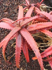 Close-up of red snake