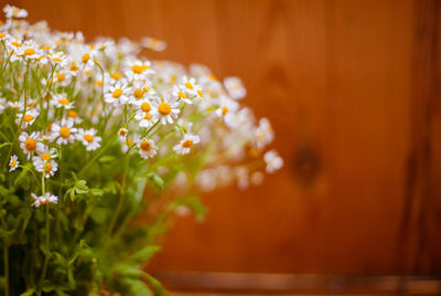 Close-up of flowers blooming outdoors