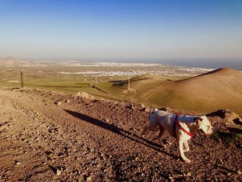 Dog on landscape against clear sky