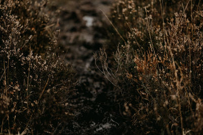 Close-up of plants growing on field