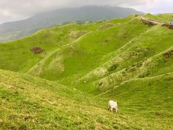 Sheep grazing on field against sky