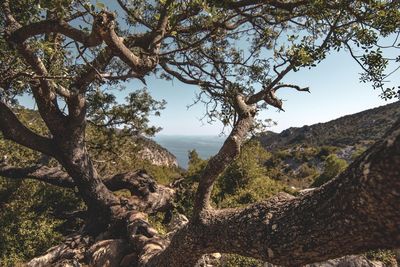 Scenic view of tree mountains against sky