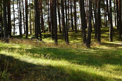 Trees in forest