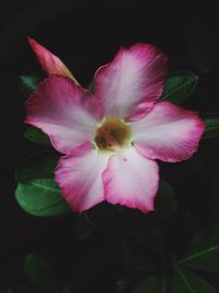 Close-up of pink flower blooming outdoors
