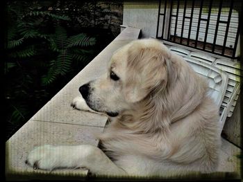 domestic animals