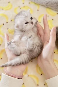 Close-up of hand holding baby