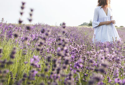 Purple flowering plants on field against sky