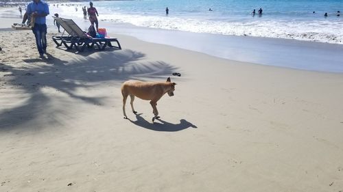 People walking on beach