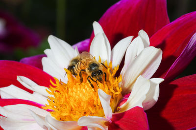 Close-up of bee on flower