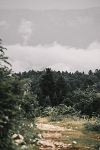 Trees on field against sky