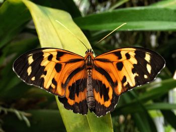 Close-up of butterfly on leaf