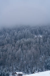 Scenic view of snow covered land and trees during winter