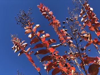 Low angle view of flowering plant against blue sky
