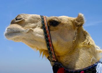 Close-up of a horse