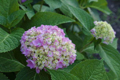 Close-up of pink flowering plant