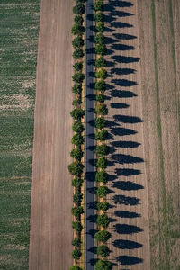 Plants growing on field