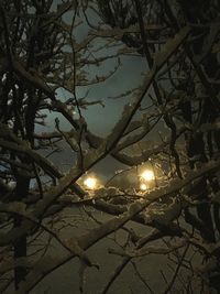 Bare trees on landscape at sunset