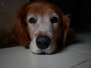 The dog close-up