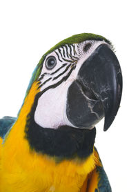 Close-up of a parrot