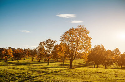 Trees on field against sky during autumn