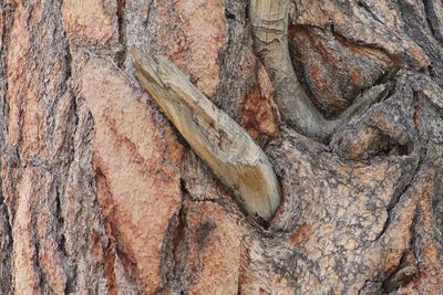 Full frame of tree trunk