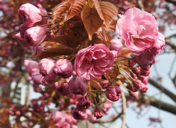 Close-up of pink roses