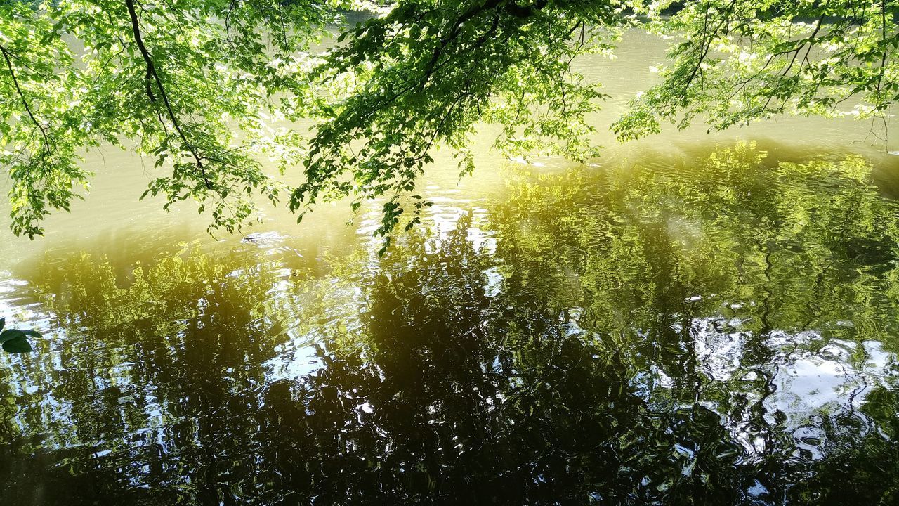 SUNLIGHT STREAMING THROUGH TREES