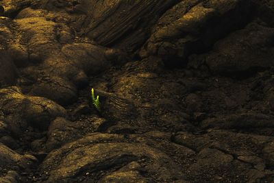 Green plant growing on bare terrain