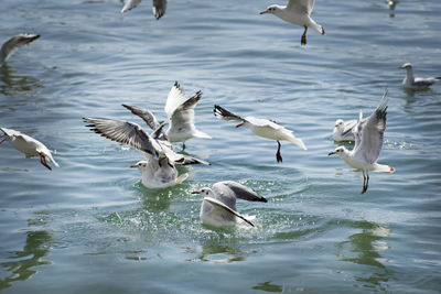 Flock of birds in lake