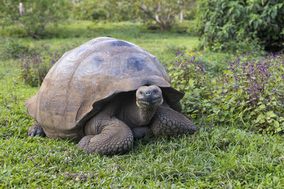 Galapagos giant tortoise with muddy domed shell seen staring while grazing in vegetation